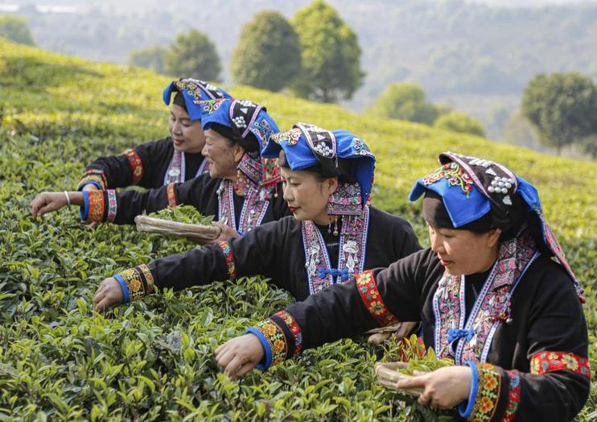A Trip to Yunnan Tea Mountains: How Our Ancient Tea Gardens Are Harvested Each Spring