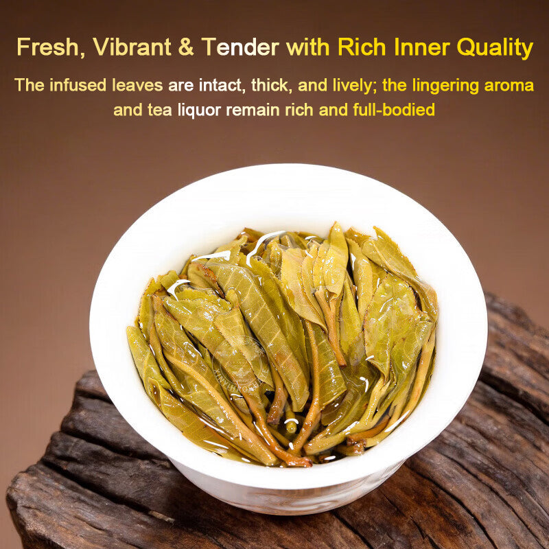 2026 Bulang Mountain Ancient Tree Spring Tea – Raw Pu-erh Tea